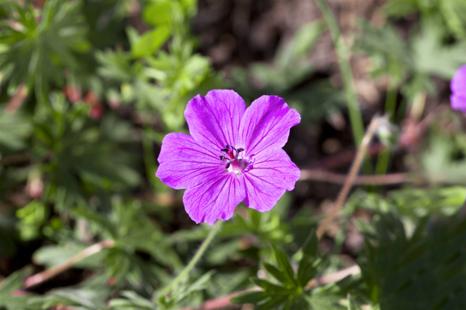 Geranium sanguineum 'Tiny Monster', Storchschnabel, ca. 9x9 cm Topf - Bild 1