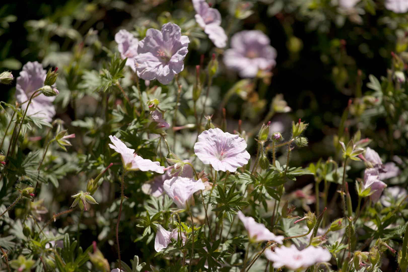 Geranium sanguineum var.striatum, Storchschnabel, zartrosa, ca. 9x9 cm Topf - Bild 1