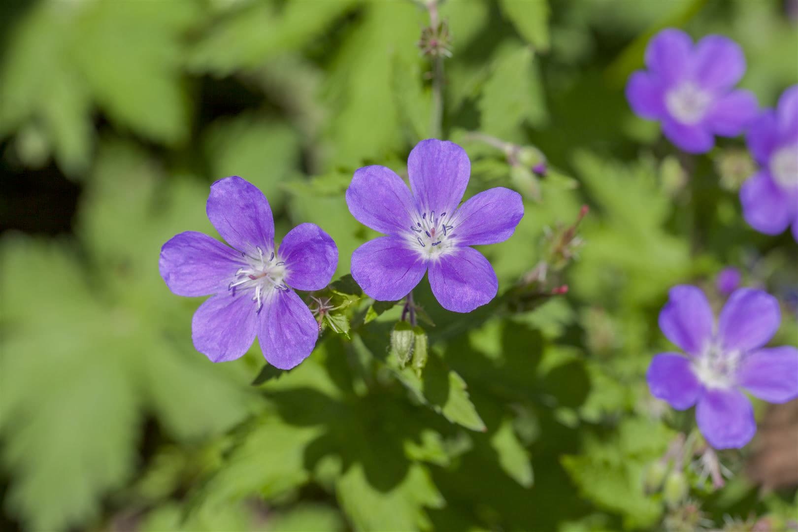 Geranium sylvaticum 'Mayflower', Storchschnabel, violett, ca. 9x9 cm Topf - Bild 1