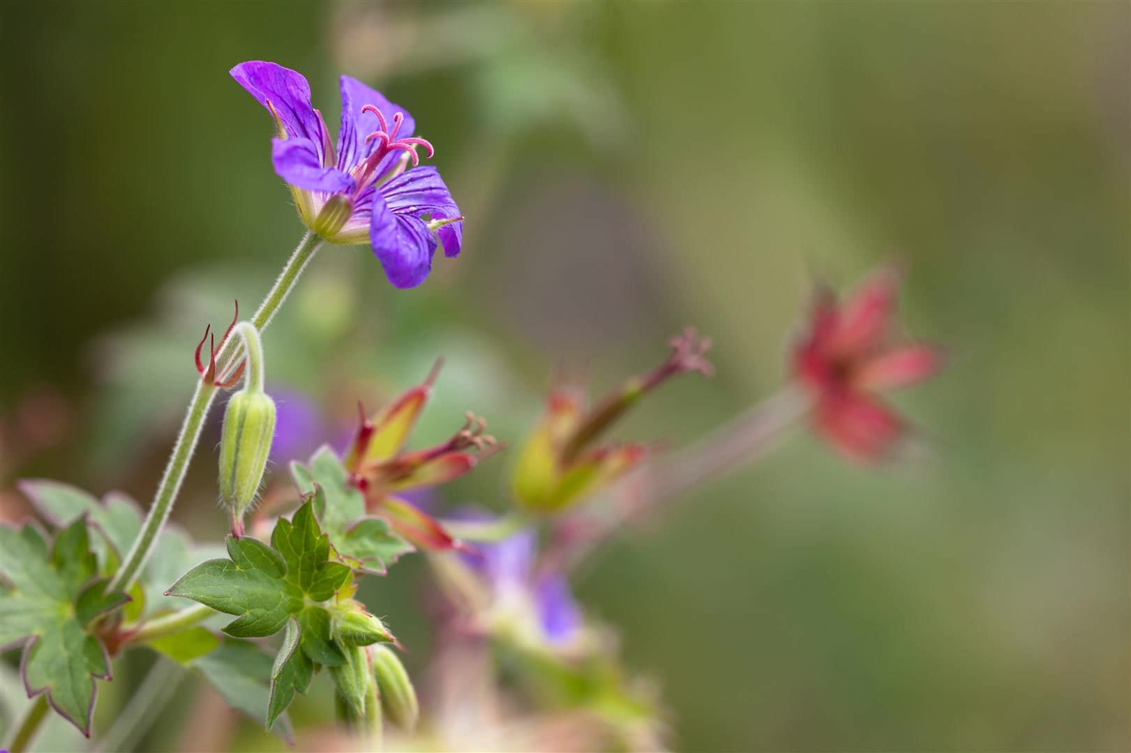 Geranium wlassovianum, Storchschnabel, purpurrot, ca. 9x9 cm Topf - Bild 1