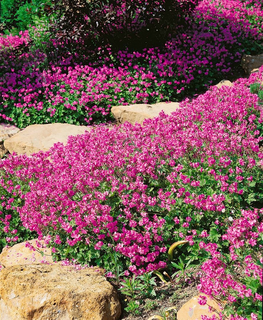 Geranium x cantabrigiense 'Cambridge', Storchschnabel, ca. 9x9 cm Topf - Bild 1