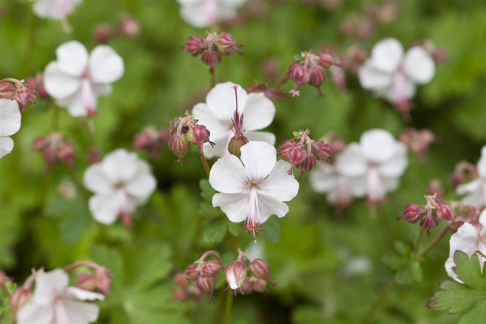 Geranium x cantabrigiense 'Saint Ola', wei&szlig;, ca. 9x9 cm Topf - Bild 1