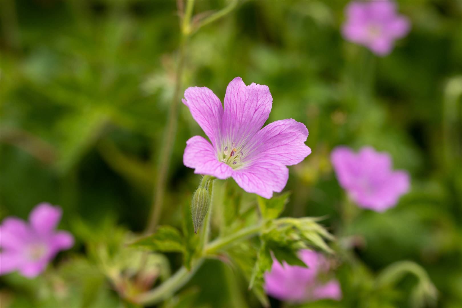 Geranium x oxonianum 'Rose Clair', Storchschnabel, rosa, ca. 9x9 cm Topf - Bild 1