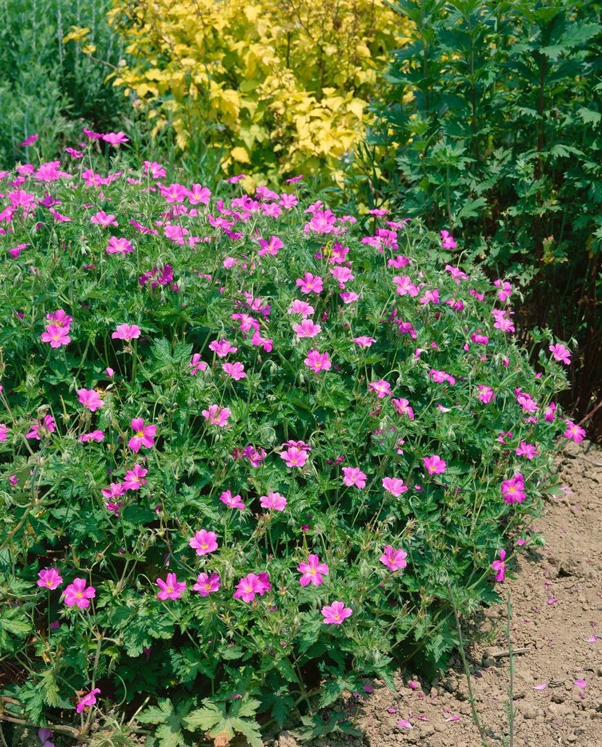 Geranium x oxonianum 'Rosenlicht', Storchschnabel, rosa, ca. 9x9 cm Topf - Bild 1