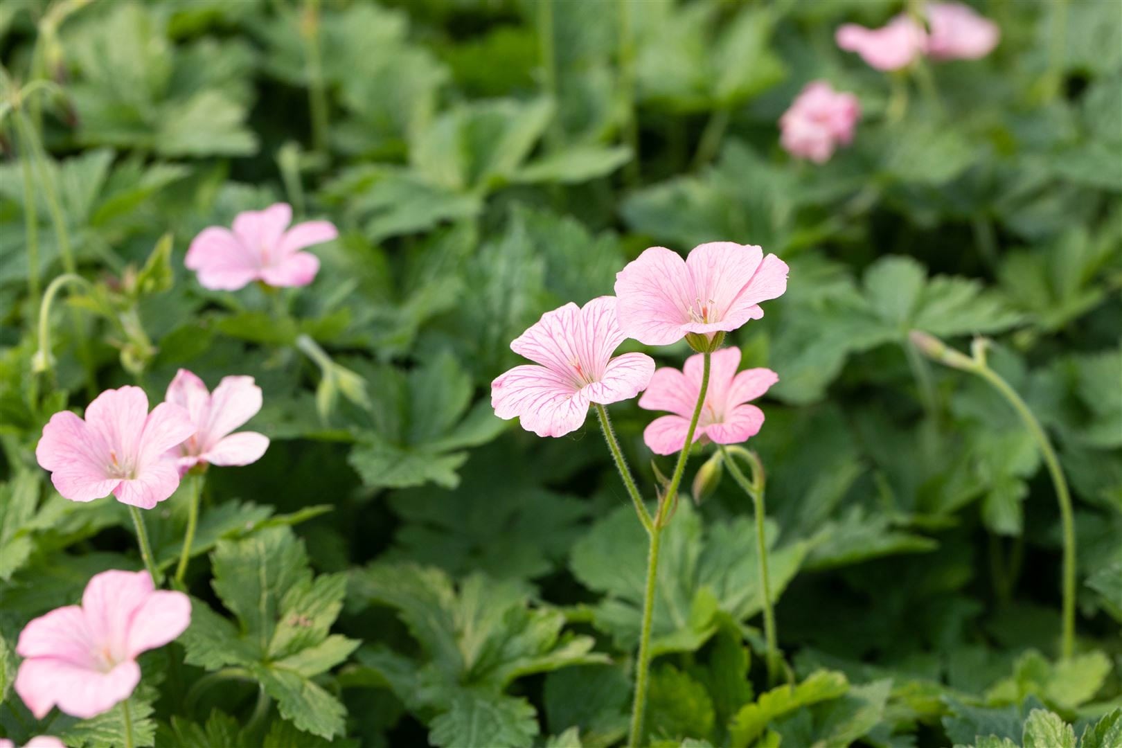 Geranium x oxonianum 'Wargrave Pink', Storchschnabel, rosa, ca. 9x9 cm Topf - Bild 1