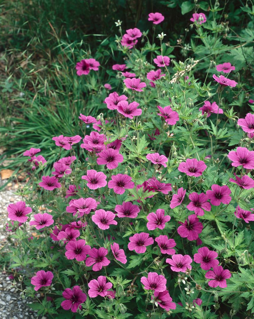 Geranium psilostemon 'Ivan', Storchschnabel, leuchtend pink, ca. 9x9 cm Topf - Bild 1