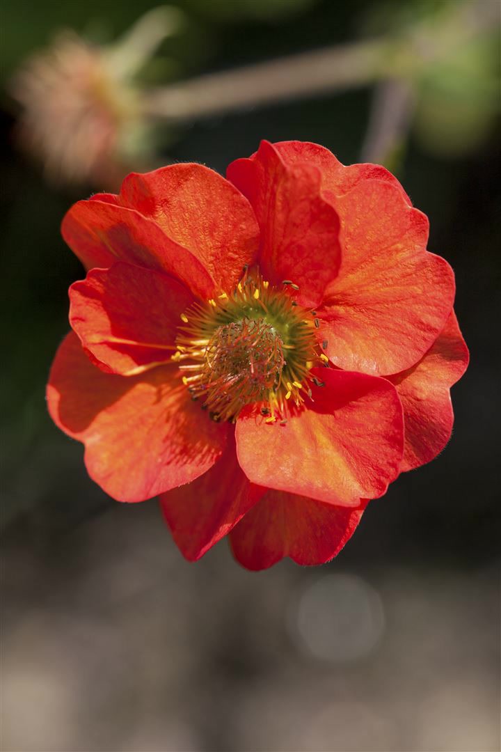 Geum chiloense 'Feuerball', Nelkenwurz, leuchtend rot, ca. 9x9 cm Topf - Bild 1