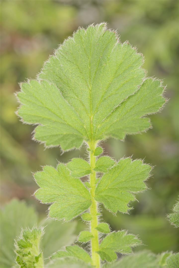 Geum chiloense 'Goldball', Nelkenwurz, leuchtend gelb, ca. 9x9 cm Topf - Bild 1