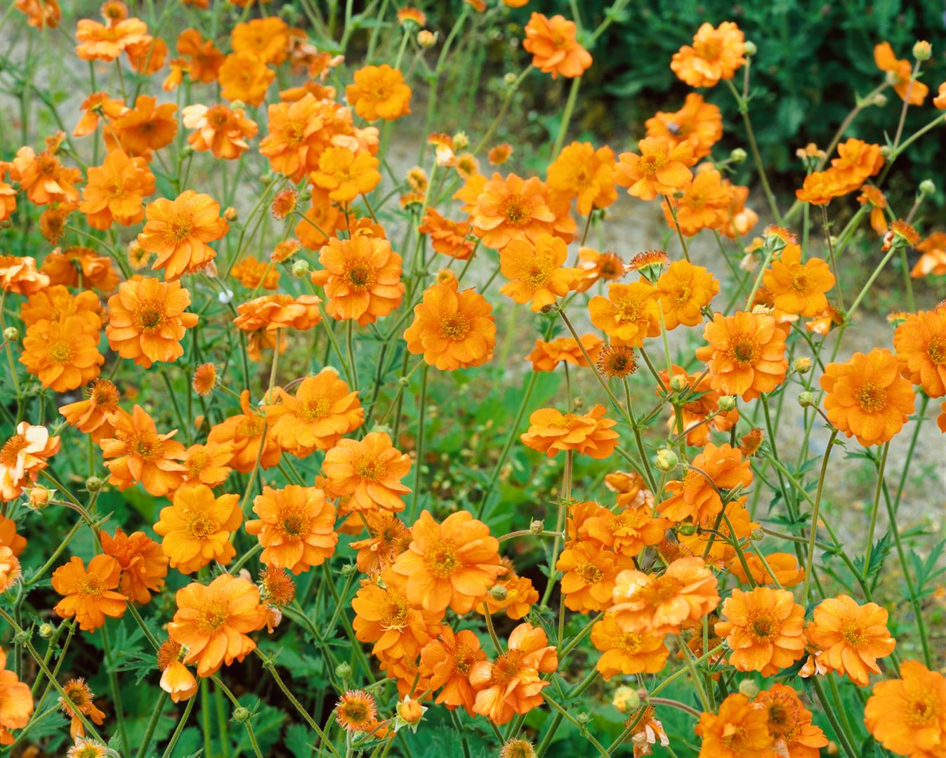Geum chiloense 'Prinses Juliana', Nelkenwurz, orange, ca. 9x9 cm Topf - Bild 1