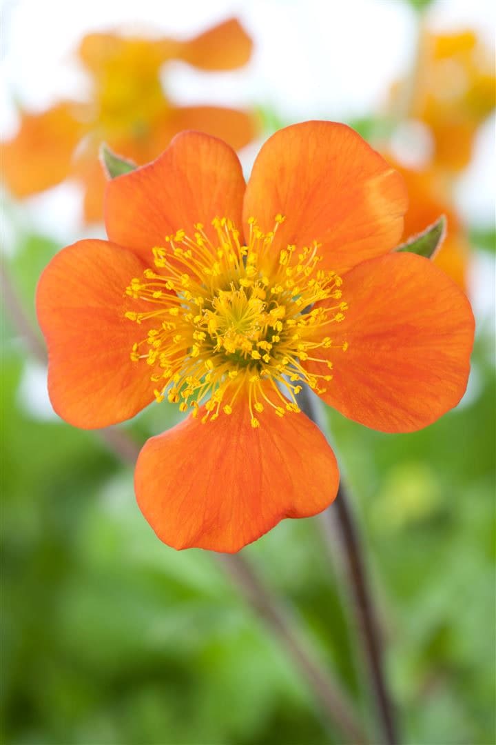 Geum coccineum 'Borisii', Nelkenwurz, leuchtend orange, ca. 9x9 cm Topf - Bild 1