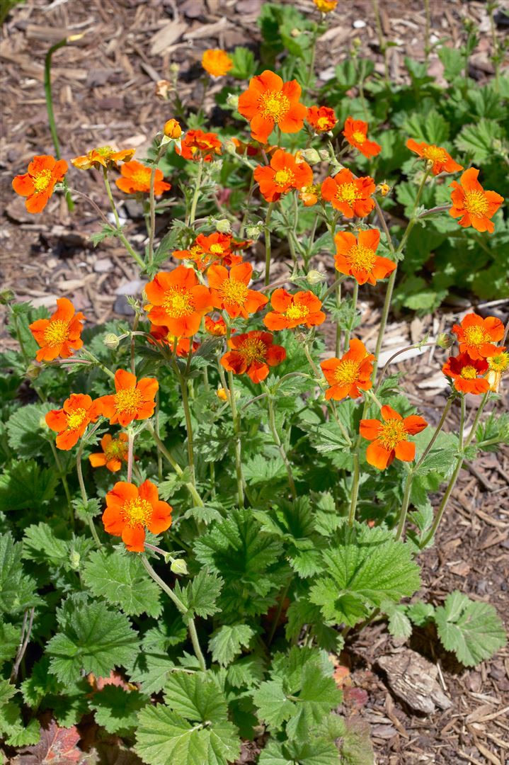 Geum coccineum 'Werner Arends', Nelkenwurz, orange, ca. 9x9 cm Topf - Bild 1