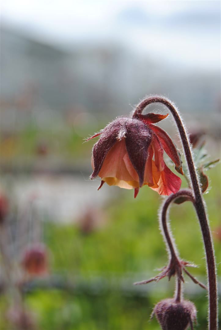 Geum rivale, Bach-Nelkenwurz, orange-rot, ca. 9x9 cm Topf - Bild 1