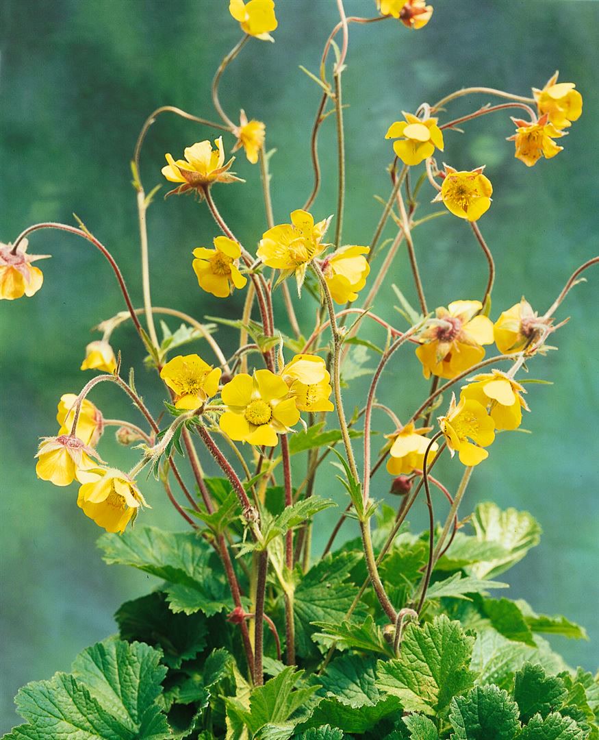 Geum urbanum, Nelkenwurz, ca. 9x9 cm Topf - Bild 1