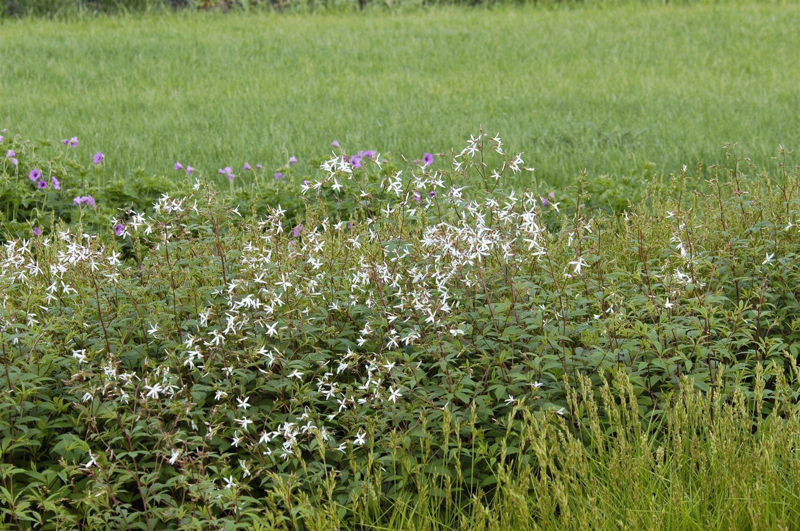 Gillenia trifoliata, Dreiblattspiere, ca. 9x9 cm Topf - Bild 1