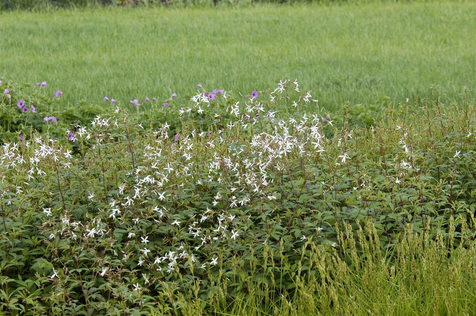 Gillenia trifoliata, Dreiblattspiere, ca. 9×9 cm Topf | 04063654297345