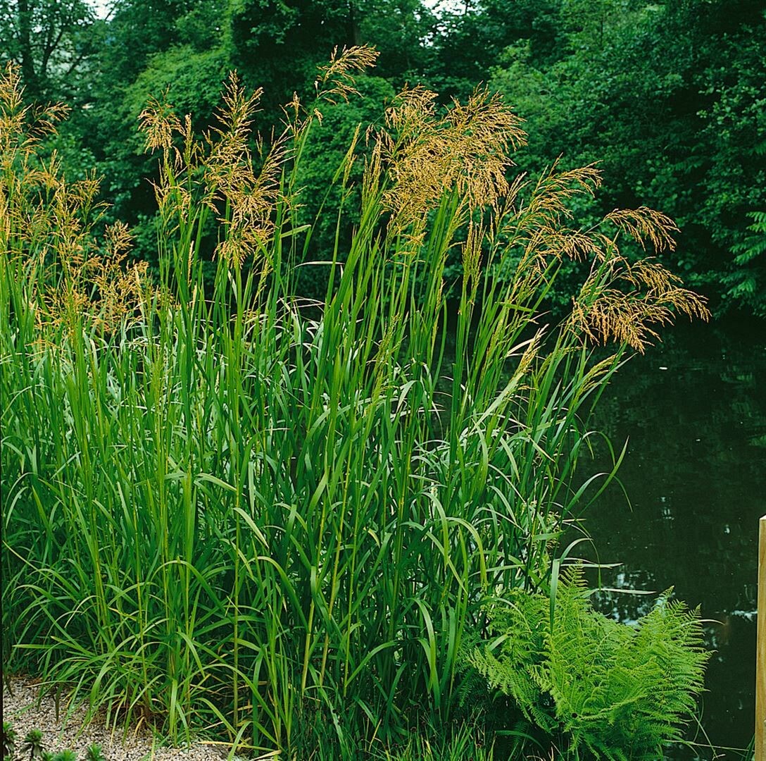 Glyceria maxima, S&uuml;&szlig;gras, ca. 9x9 cm Topf - Bild 1