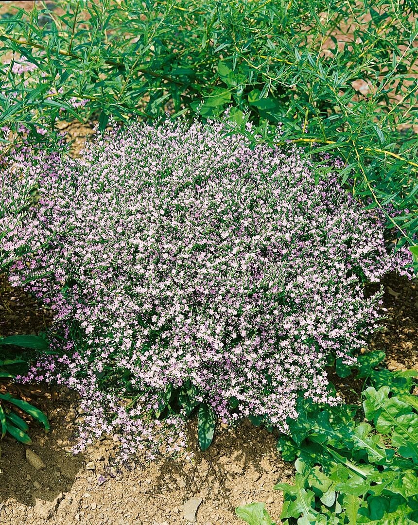 Goniolimon tataricum, Tatarische Strandflieder, ca. 9x9 cm Topf - Bild 1