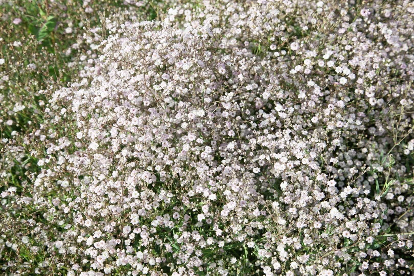 Gypsophila paniculata 'Schneeflocke', Schleierkraut, wei&szlig;, ca. 9x9 cm Topf - Bild 1