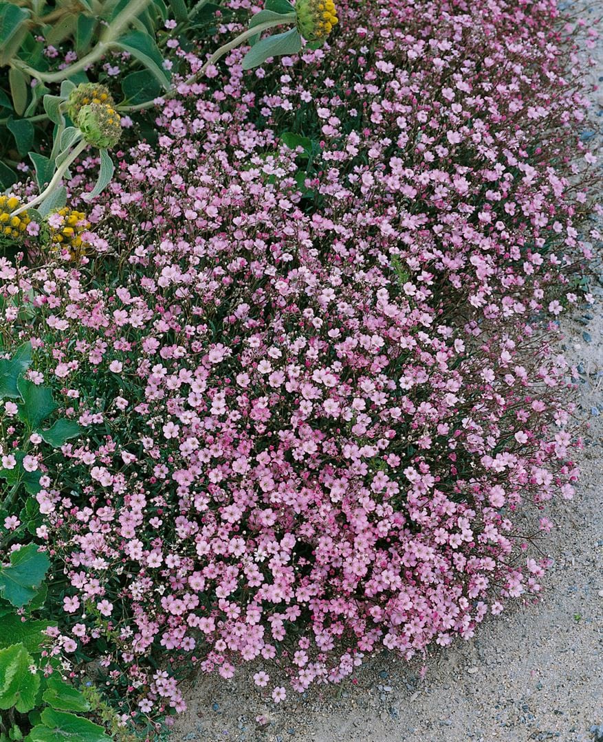 Gypsophila repens 'Rosa Sch&ouml;nheit', Teppichschleierkraut, rosa, ca. 9x9 cm Topf - Bild 1