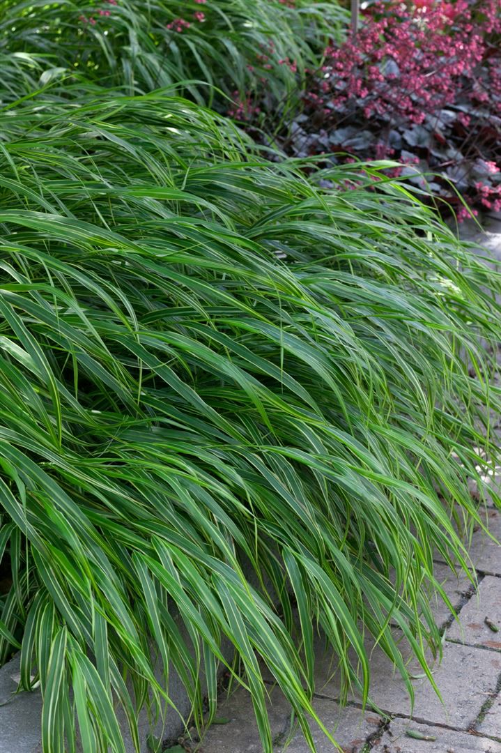 Hakonechloa macra 'Albostriata', Japanisches Berggras, ca. 9x9 cm Topf - Bild 1