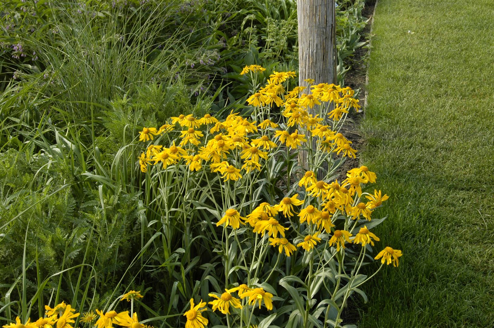 Helenium hoopesii, Sonnenbraut, leuchtend gelb, ca. 9x9 cm Topf - Bild 1