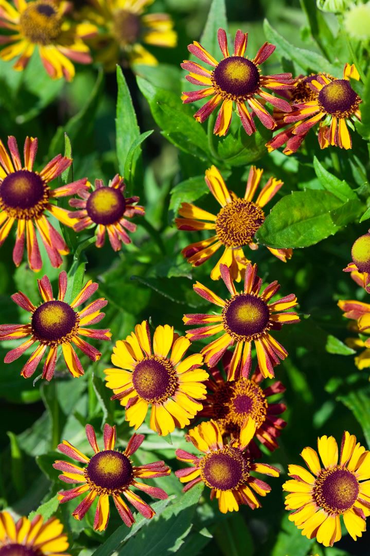 Helenium x cult.'Loysder Wieck', Sonnenbraut, orange-rot, ca. 9x9 cm Topf - Bild 1