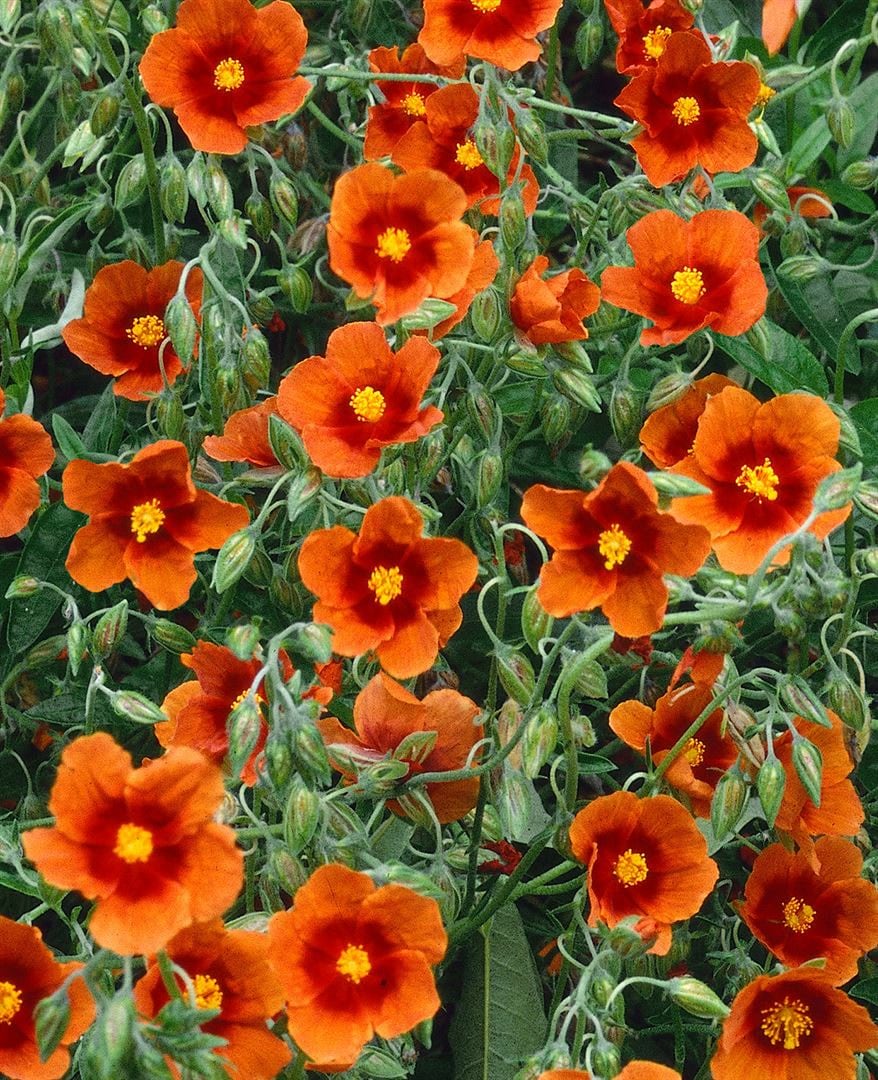 Helianthemum x cult. 'Bronzeteppich', Sonnenr&ouml;schen, bronzefarben, ca. 9x9 cm Topf - Bild 1