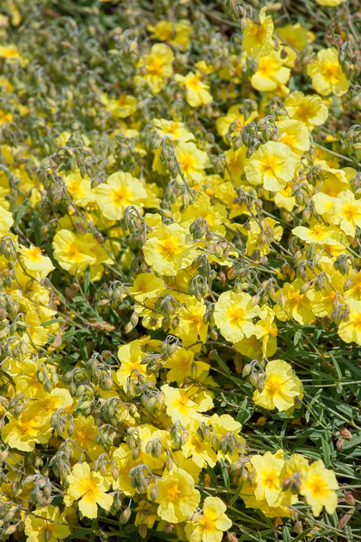 Helianthemum x cult. 'Cornish Cream', Sonnenr&ouml;schen, cremefarben, ca. 9x9 cm Topf - Bild 1