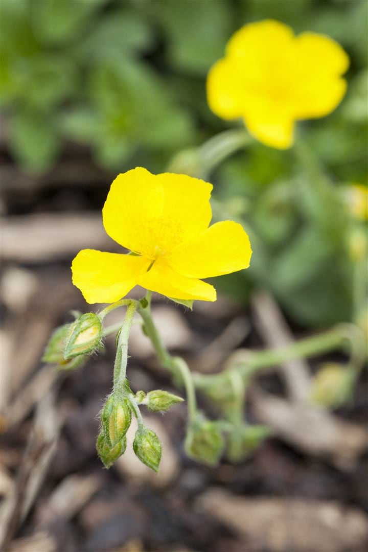 Helianthemum x cult. 'Golden Queen', Sonnenr&ouml;schen, gelb, ca. 9x9 cm Topf - Bild 1