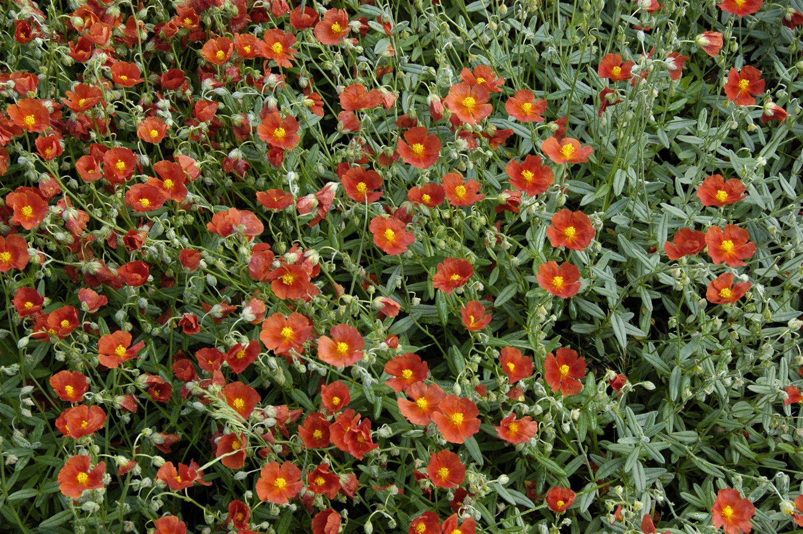 Helianthemum x cult. 'Henfield Brilliant', Sonnenr&ouml;schen, orange, ca. 9x9 cm Topf - Bild 1