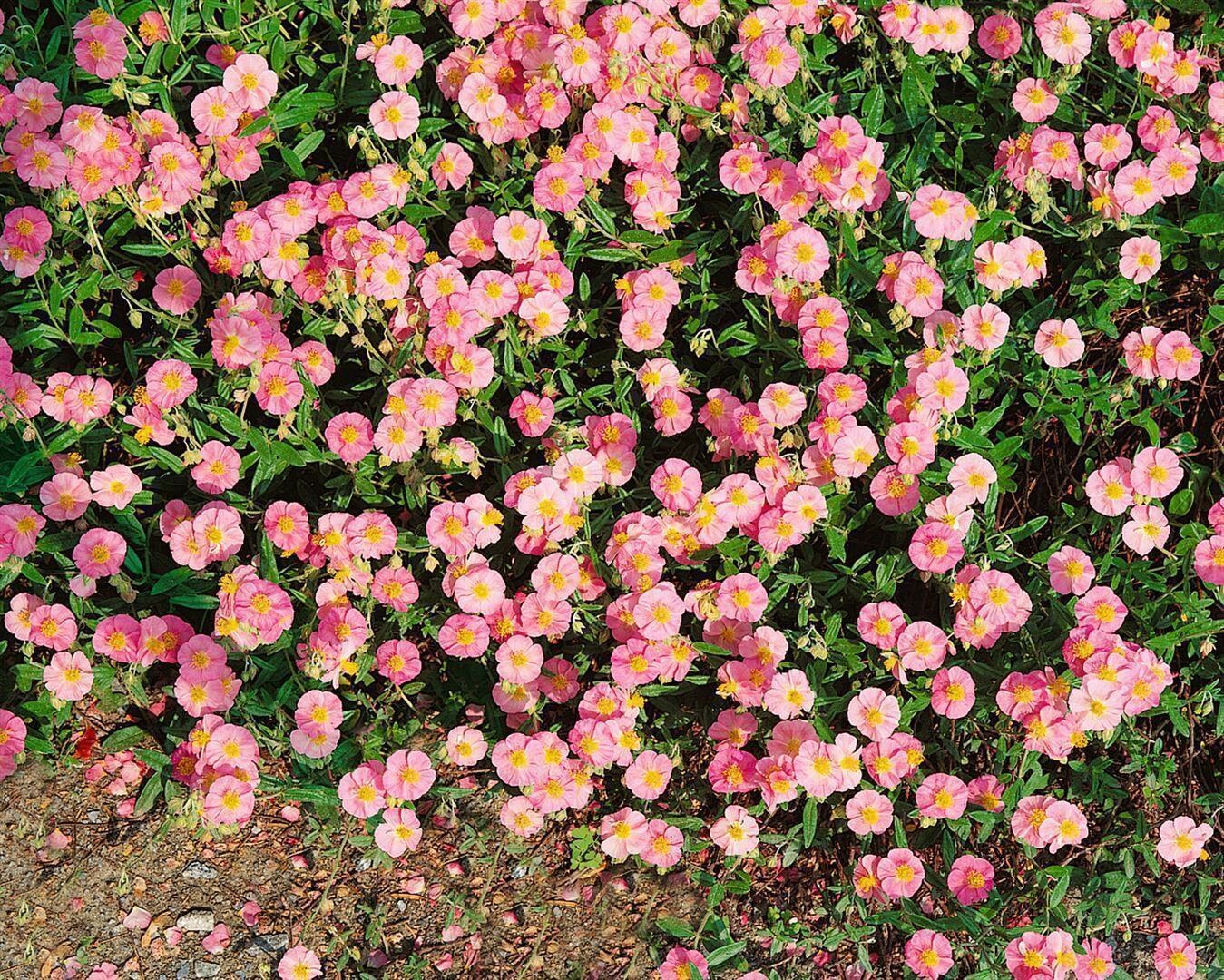 Helianthemum x cult. 'Lawrensons Pink', Sonnenr&ouml;schen, rosa, ca. 9x9 cm Topf - Bild 1