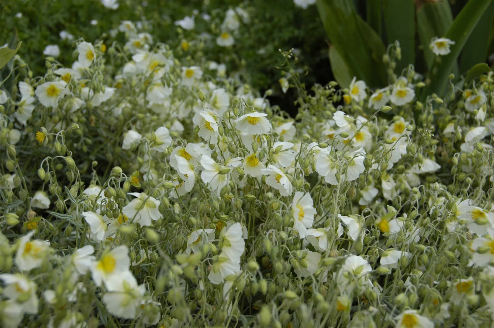 Helianthemum x cult. 'Snow Queen', Sonnenr&ouml;schen, wei&szlig;, ca. 9x9 cm Topf - Bild 1