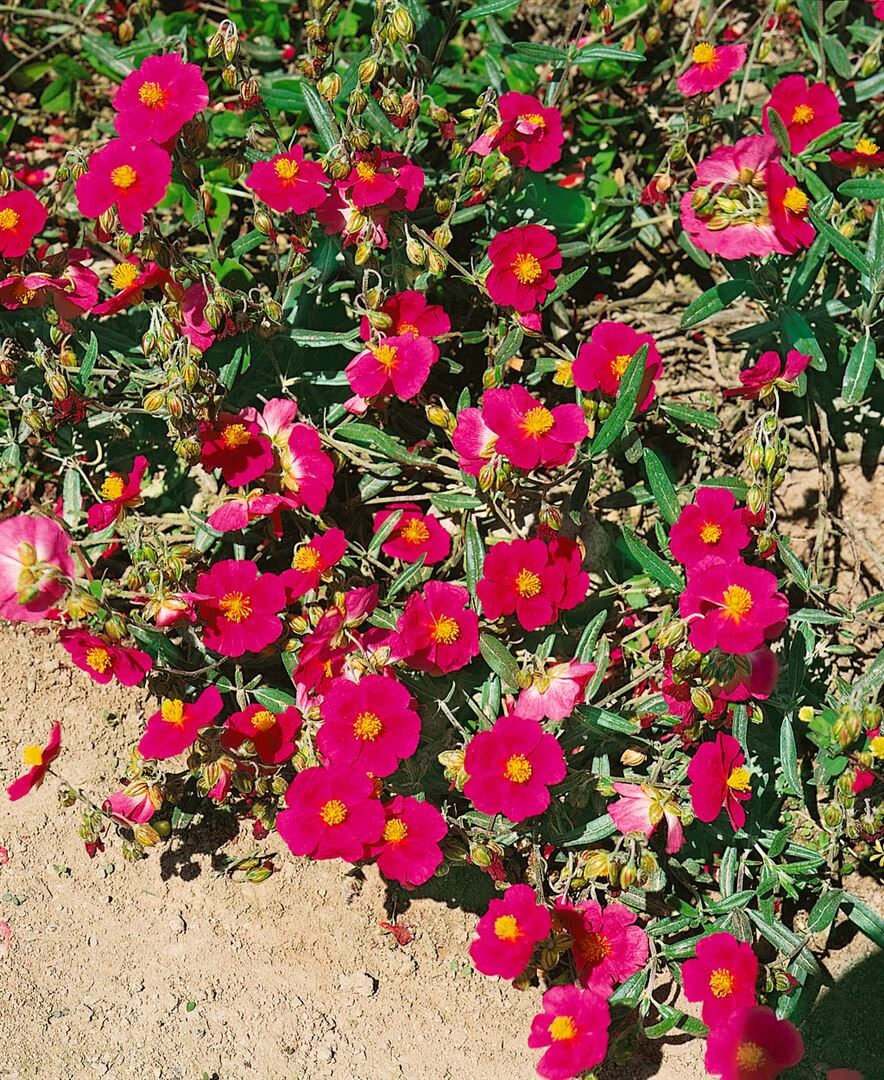 Helianthemum x cult. 'Supreme', Sonnenr&ouml;schen, ca. 9x9 cm Topf - Bild 1