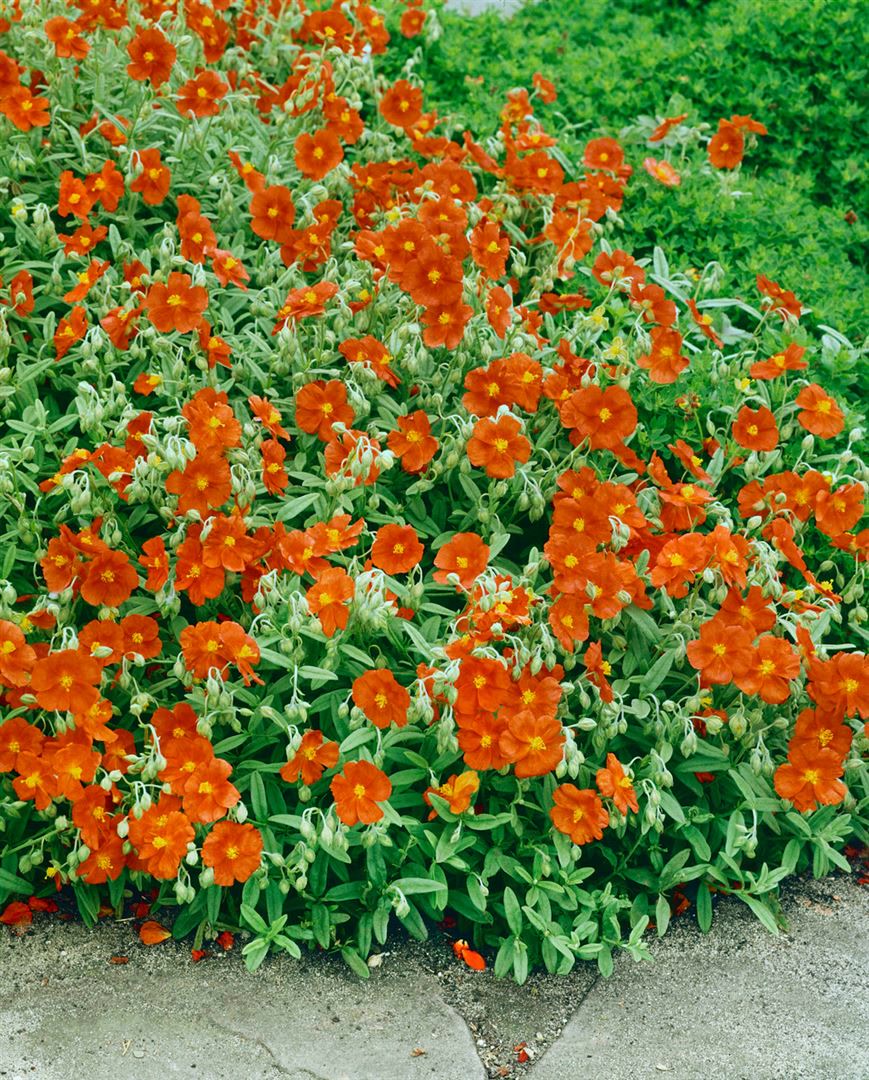 Helianthemum x cult. 'Watergate Orange', Sonnenr&ouml;schen, orange, ca. 9x9 cm Topf - Bild 1