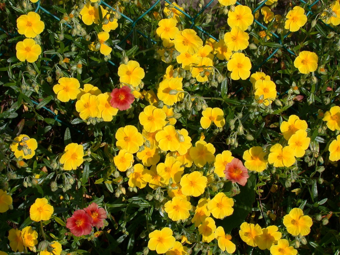 Helianthemum x cult., Sonnenr&ouml;schen, gelb, ca. 9x9 cm Topf - Bild 1