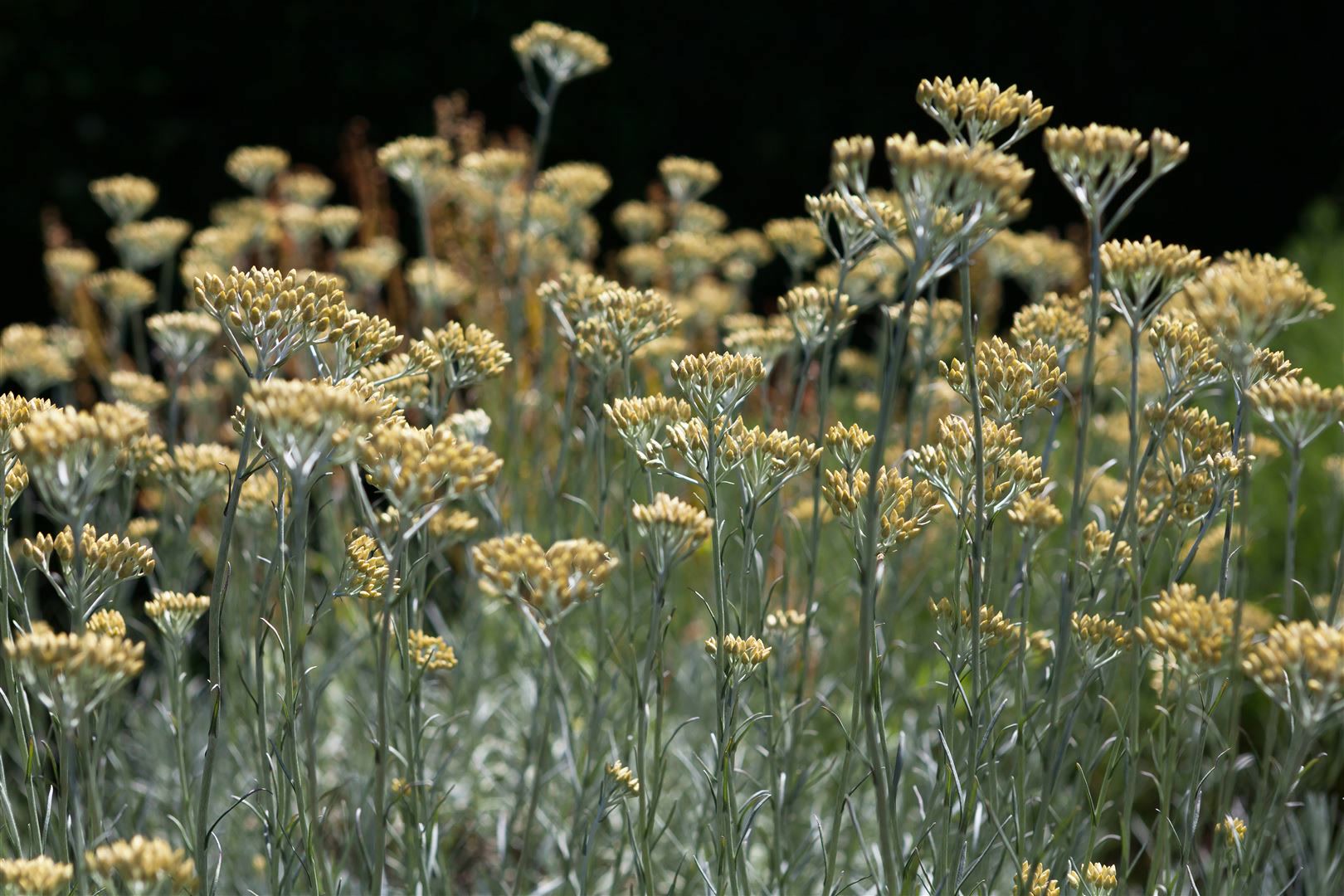 Helichrysum italicum, Currykraut, silbrig-grau, ca. 9x9 cm Topf - Bild 1