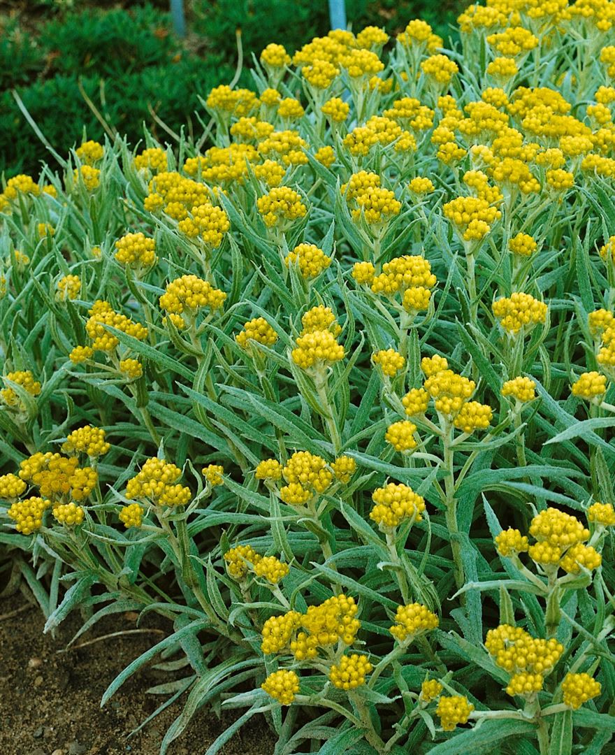 Helichrysum thianshanicum 'Schwefellicht', Strohblume, schwefelgelb, ca. 9x9 cm Topf - Bild 1