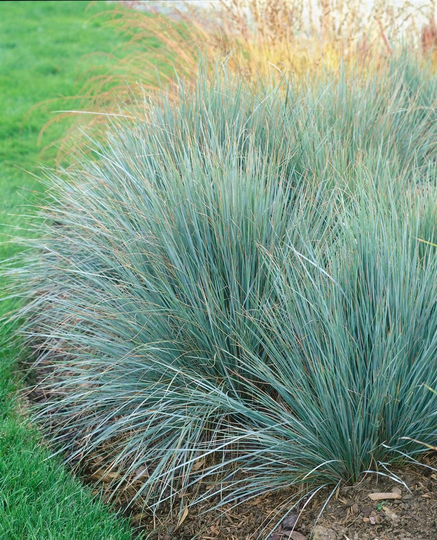 Helictotrichon sempervirens, Blaustrahlhafer, ca. 9x9 cm Topf - Bild 1