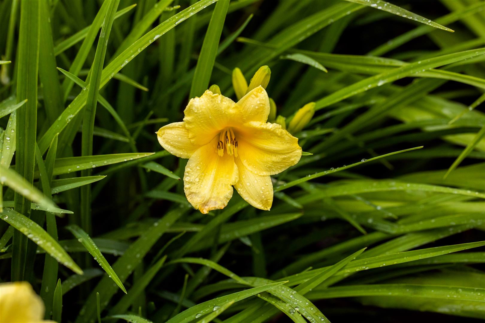 Hemerocallis x cult. 'Happy Returns', Taglilie, gelb, ca. 9x9 cm Topf - Bild 1