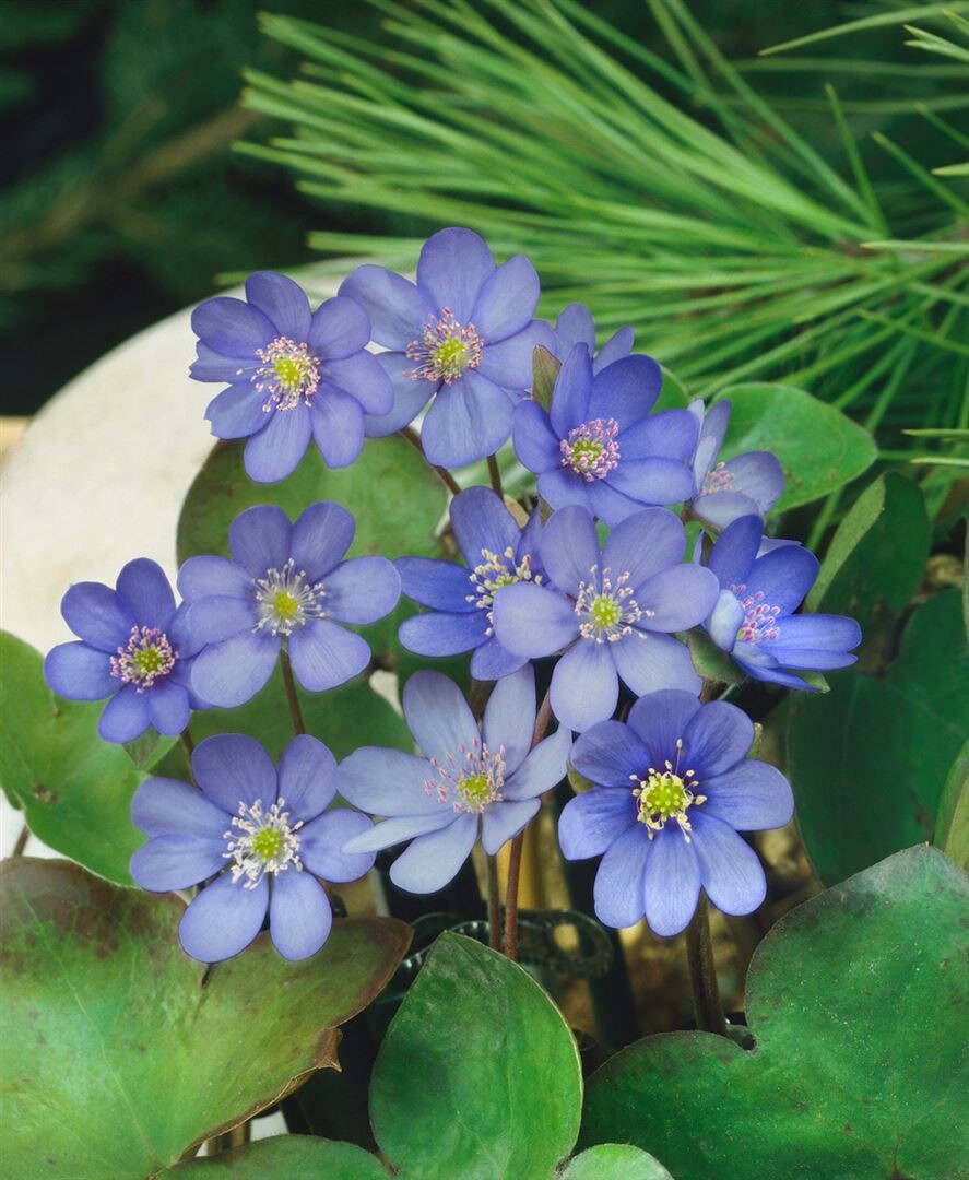 Hepatica nobilis, Leberblümchen, ca. 9×9 cm Topf, blau blühend | 04063654299189