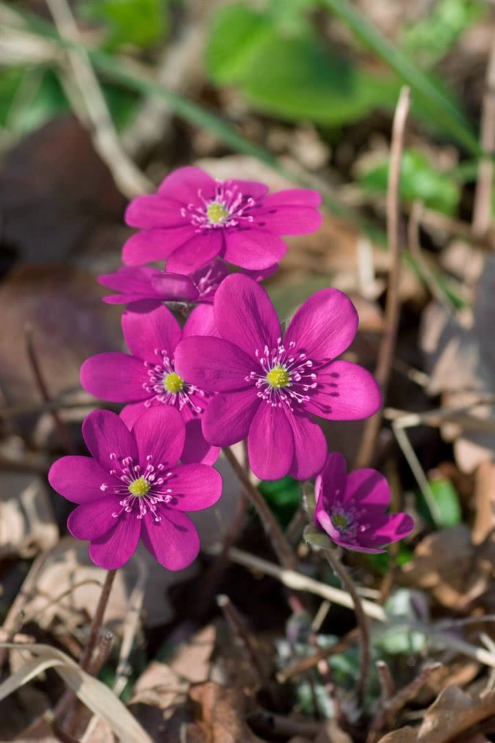 Hepatica nobilis f.rubra, Leberbl&uuml;mchen, rot, ca. 9x9 cm Topf - Bild 1