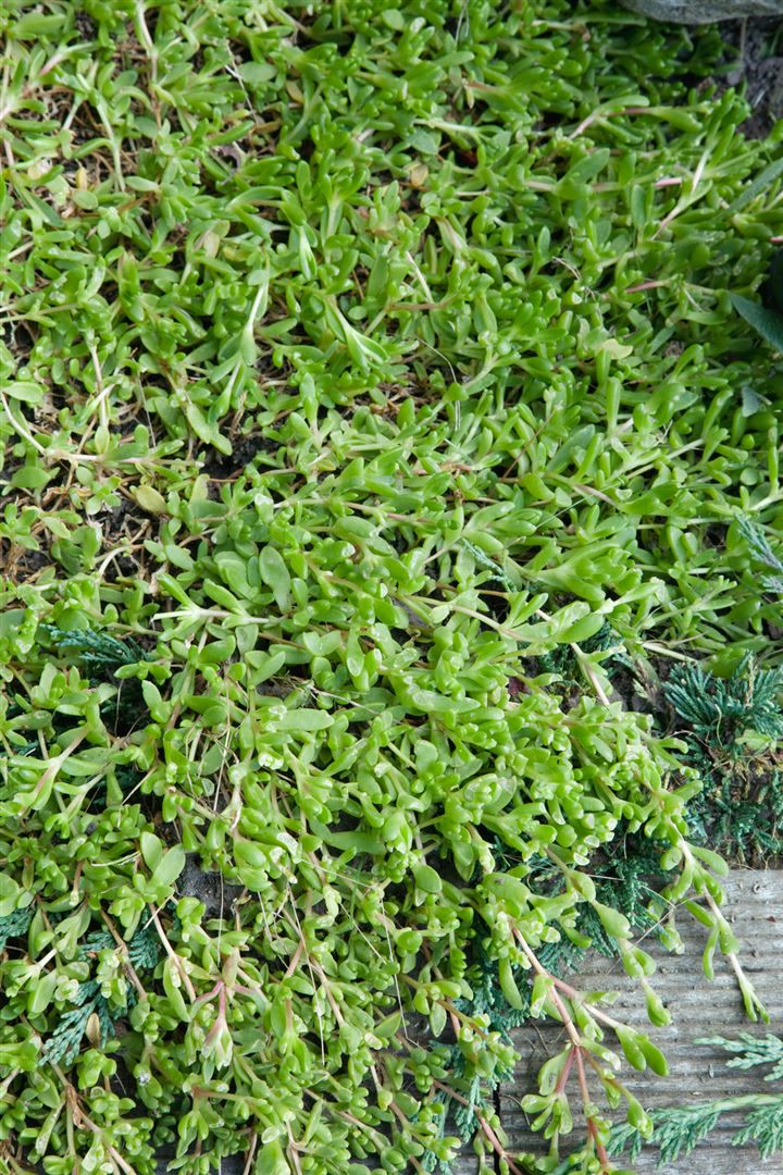 Herniaria glabra, Teppich-Steinbrech, ca. 9x9 cm Topf, bodendeckend - Bild 1