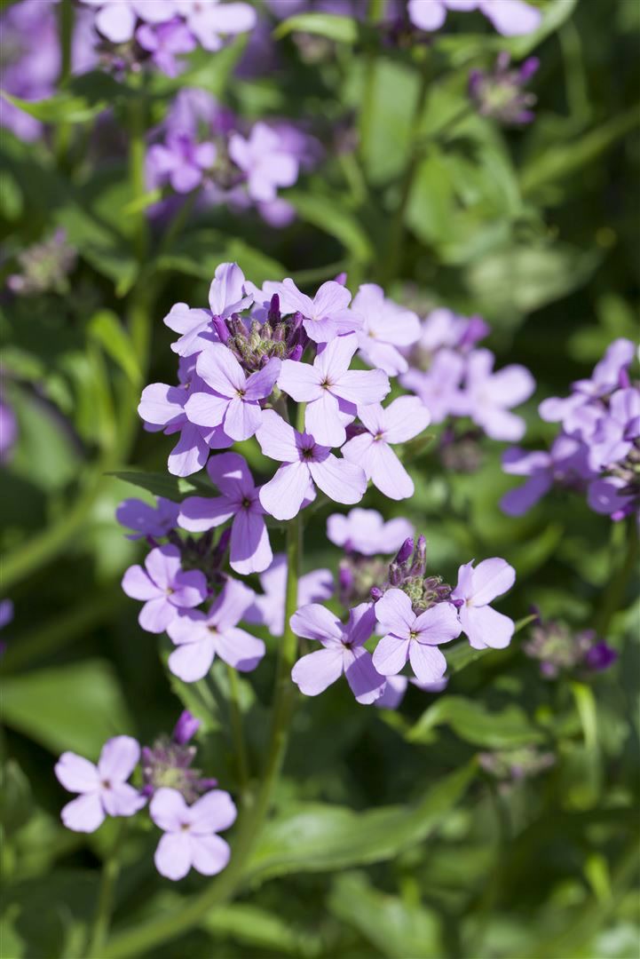 Hesperis matronalis, Nachtviole, violett, ca. 9x9 cm Topf - Bild 1