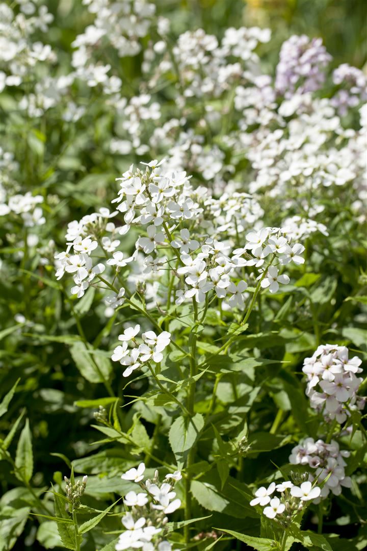 Hesperis matronalis 'Alba', Nachtviole, wei&szlig;, ca. 9x9 cm Topf - Bild 1