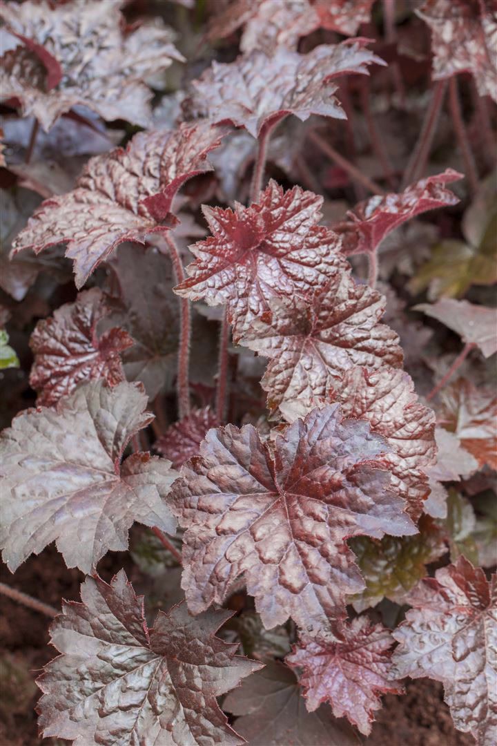 Heuchera micrantha 'Palace Purple', Purpurgl&ouml;ckchen, ca. 9x9 cm Topf - Bild 1