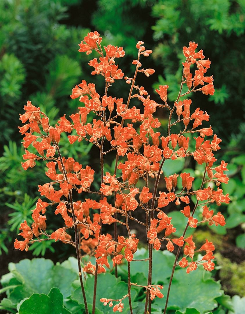 Heuchera sanguinea 'Leuchtk&auml;fer', Purpurgl&ouml;ckchen, leuchtend rot, ca. 9x9 cm Topf - Bild 1