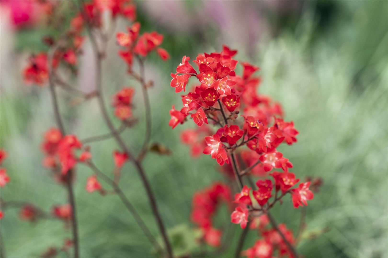 Heuchera sanguinea 'Ruby Bells', Purpurgl&ouml;ckchen, rot, ca. 9x9 cm Topf - Bild 1