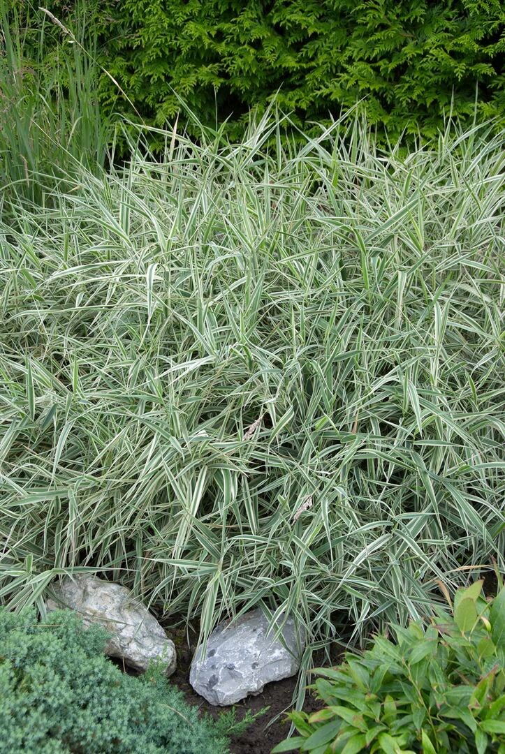 Holcus mollis 'Albovariegatus', Bunte Waldschmiele, ca. 9x9 cm Topf - Bild 1