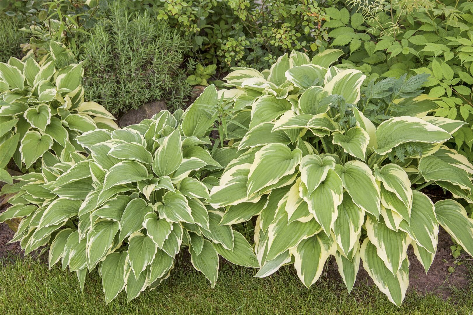 Hosta sieboldii, Funkie, grün-weiß, ca. 9×9 cm Topf | 04063654258063