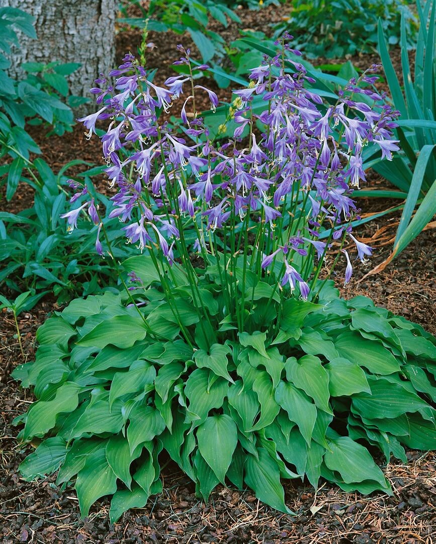 Hosta venusta, Zwerg-Funkie, grün, ca. 9×9 cm Topf | 04063654300168